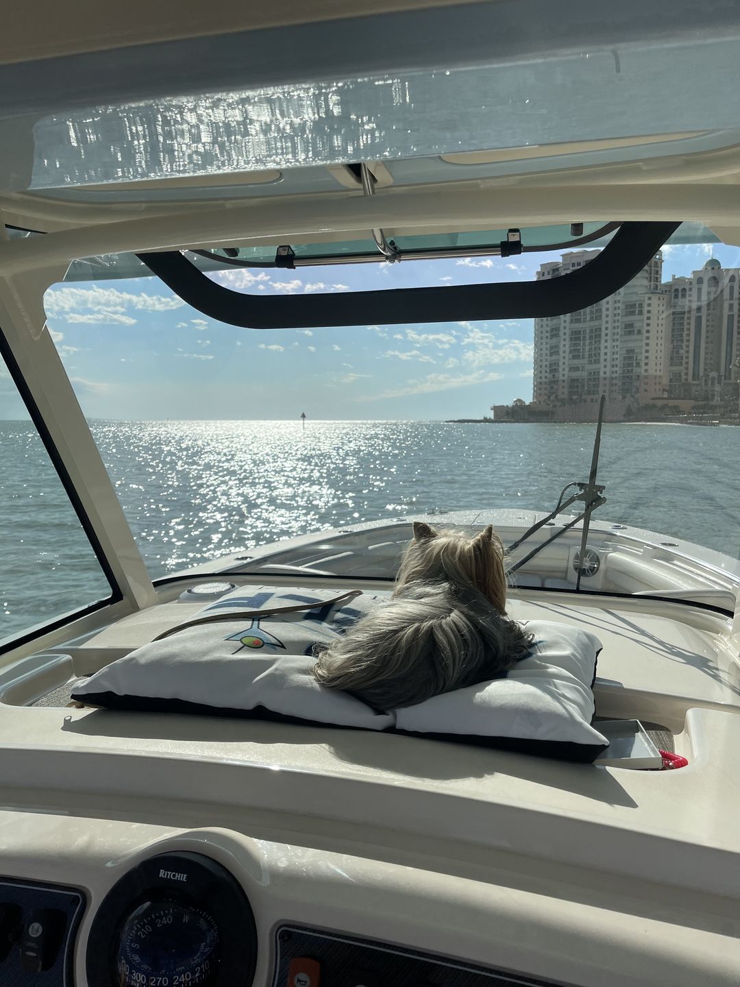 Customer photo review of Custom Indoor/Outdoor Dog Bed