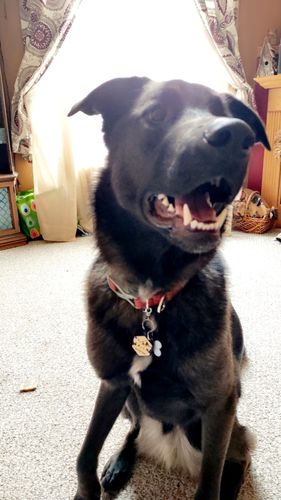 Customer photo review of Mountain Silicone