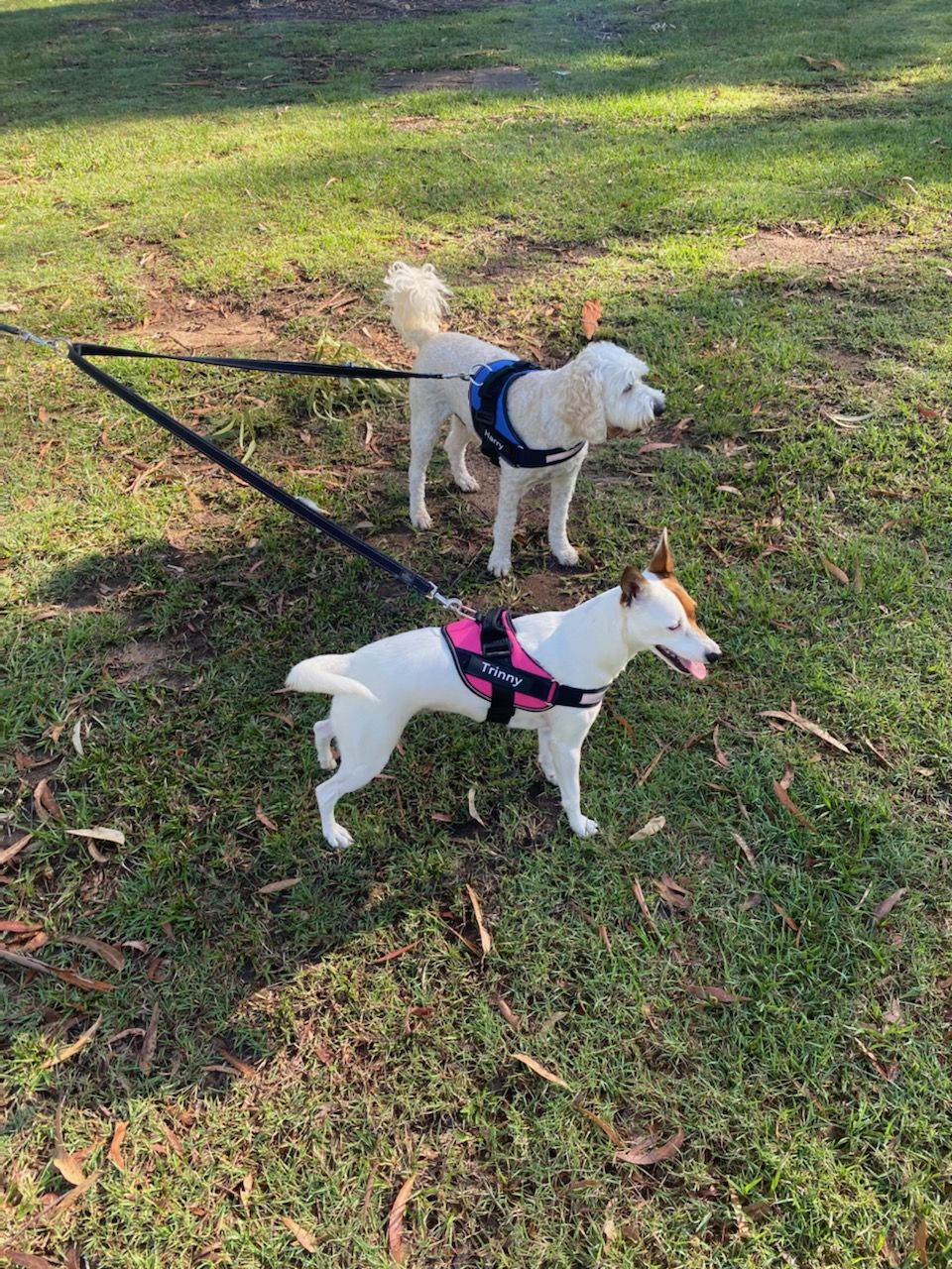 Customer photo review of Safety No Pull Dog Harness