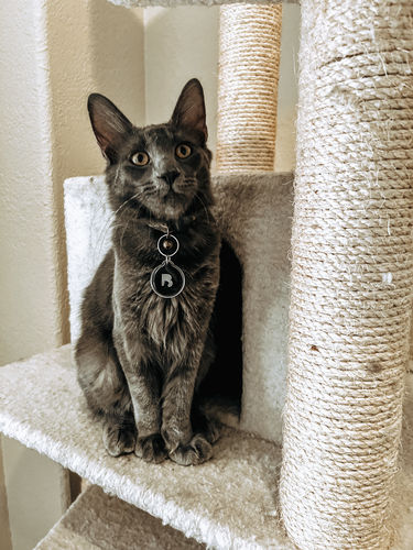 Customer photo review of Black Cat