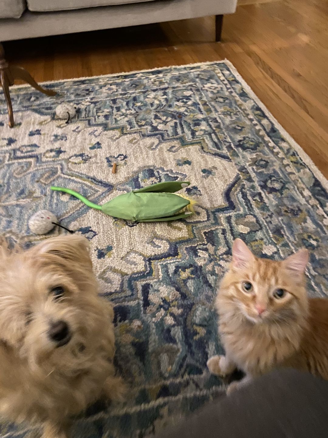 Customer photo review of KING KALM™ CBD 150mg - Medium Size Pet Formula (5mg of CBD per 1ml)