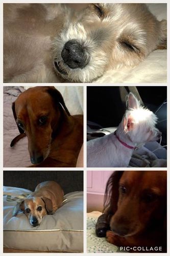 Customer photo review of Medium Wild Salmon CBD Oil - 350 MG : 1 OZ : Healthy Hips & Joints Care Formula