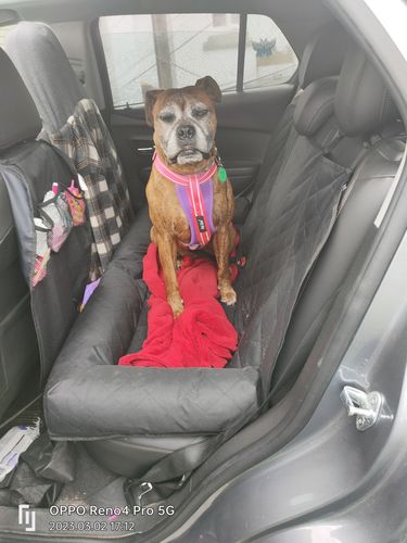 Customer photo review of Car Seat Cover