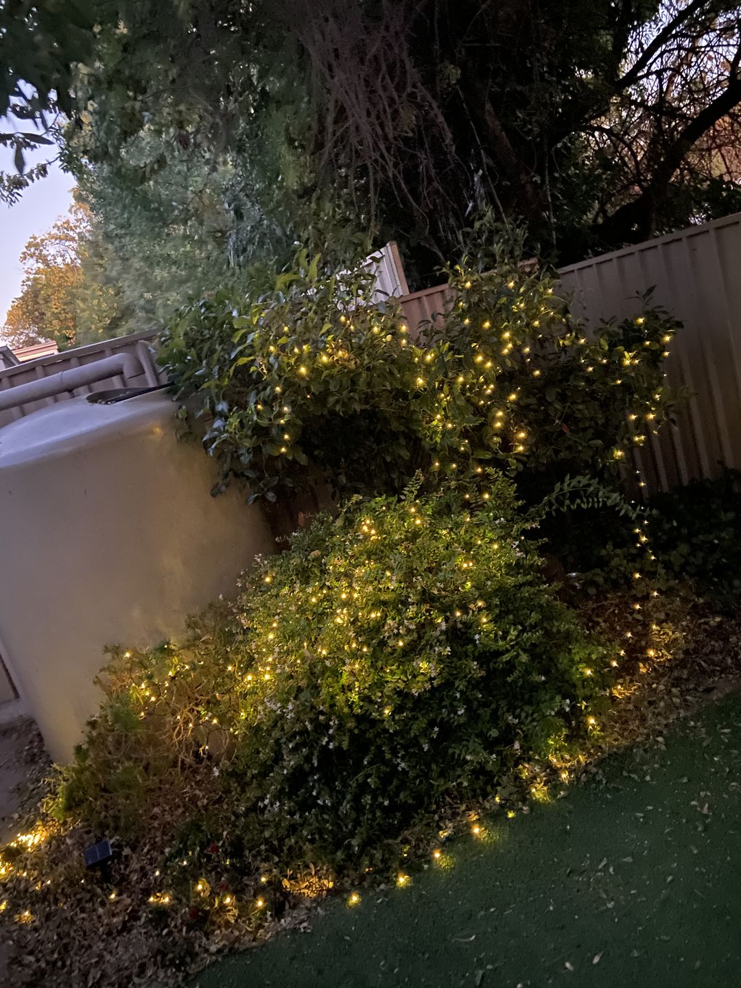 Customer photo review of SolaGarden™ Fairy String Lights