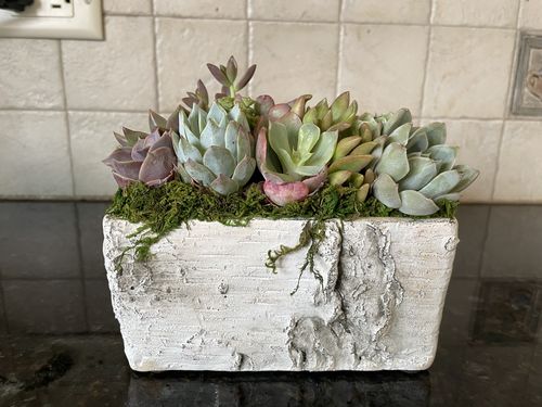 Customer photo review of The Birch Box | Succulent Gift