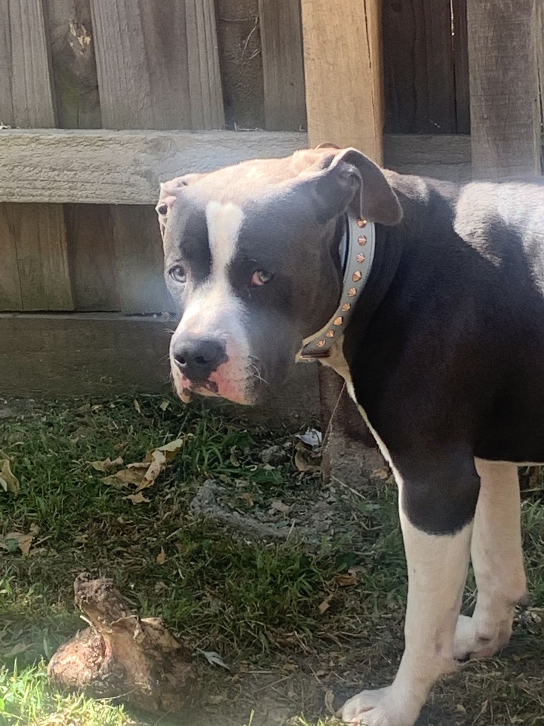 Customer photo review of Hand Made Leather Dog Collar - Imperial Baby Blue & Rose Gold (Slim fit)