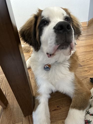 Customer photo review of Explorer Silicone