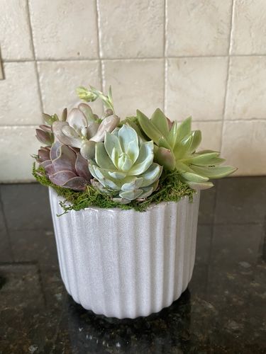 Customer photo review of The Gray Circle | Succulent Gift