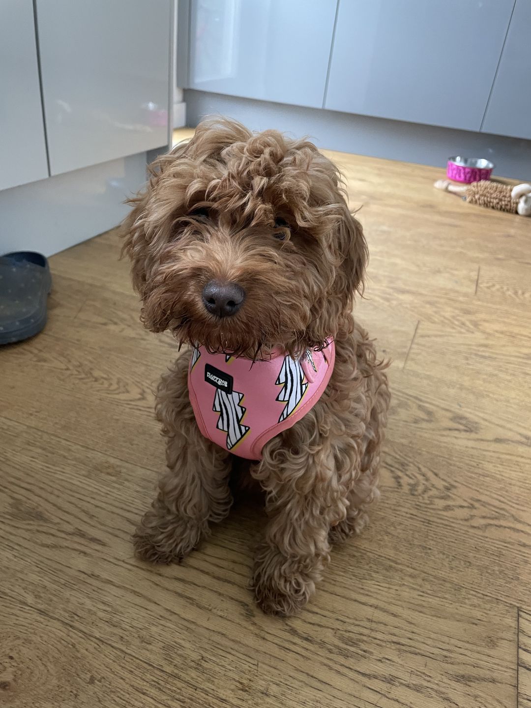 Customer photo review of Adjustable Dog Harness - Lightning Zoomies