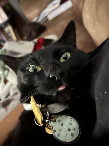 Customer photo review of Kittens