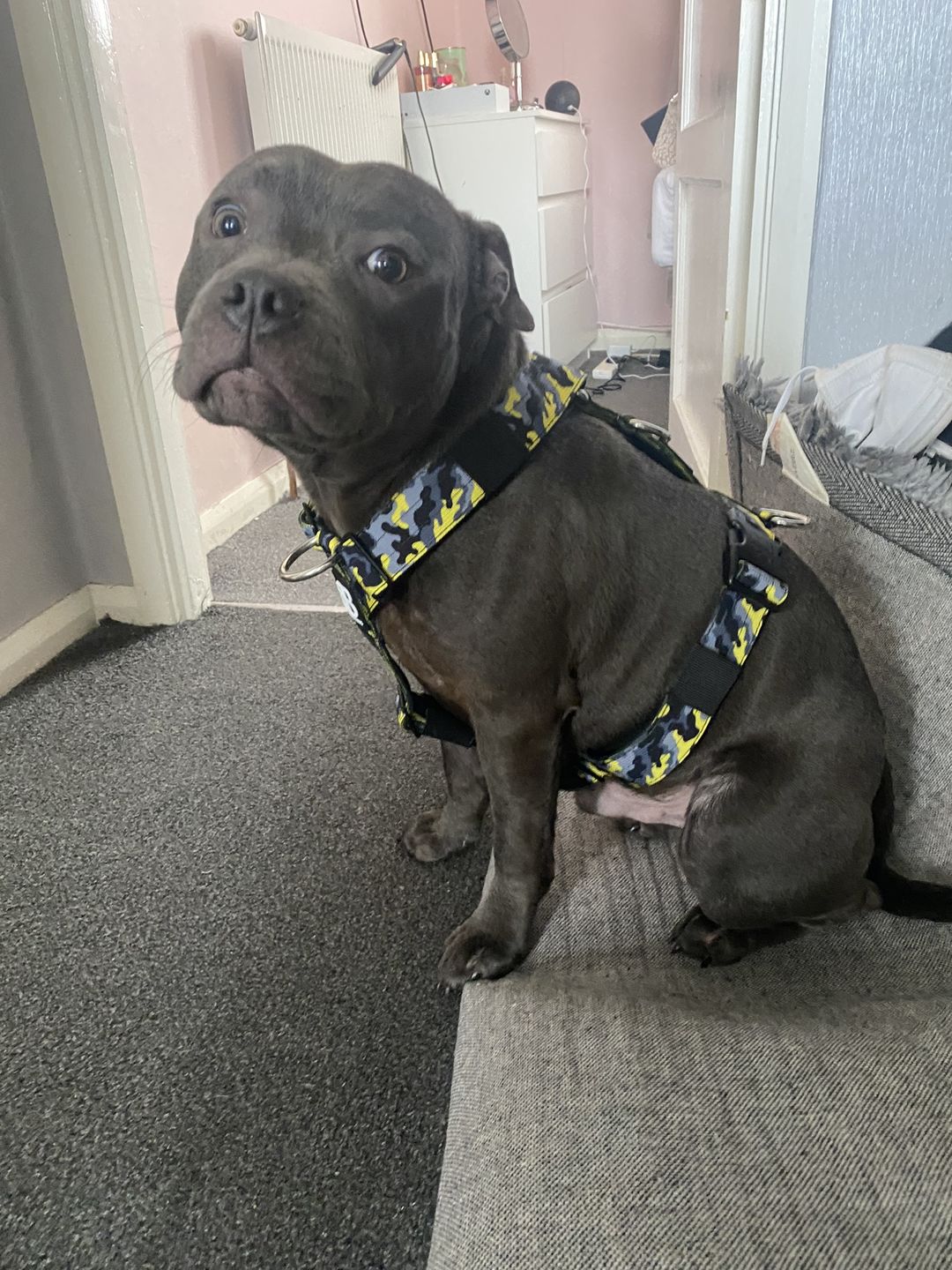 Customer photo review of TRI-Harness® | Anti-Pull, Adjustable & Durable - Dog Trainers Choice -  CAMO Lightning v2.0