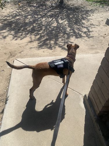 Customer photo review of Classic Heavy-Duty Tactical No-Pull Team K9™ Dog Harness With Front & Back D-Rings, Quick-Release Metal-Buckles, Hook & Loop Panels, & Top Handle