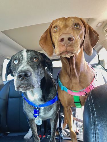 Customer photo review of Explorer