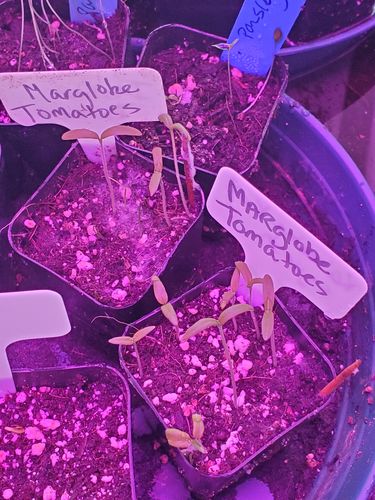 Customer photo review of Heirloom Vegetable Seeds - (32 Variety)