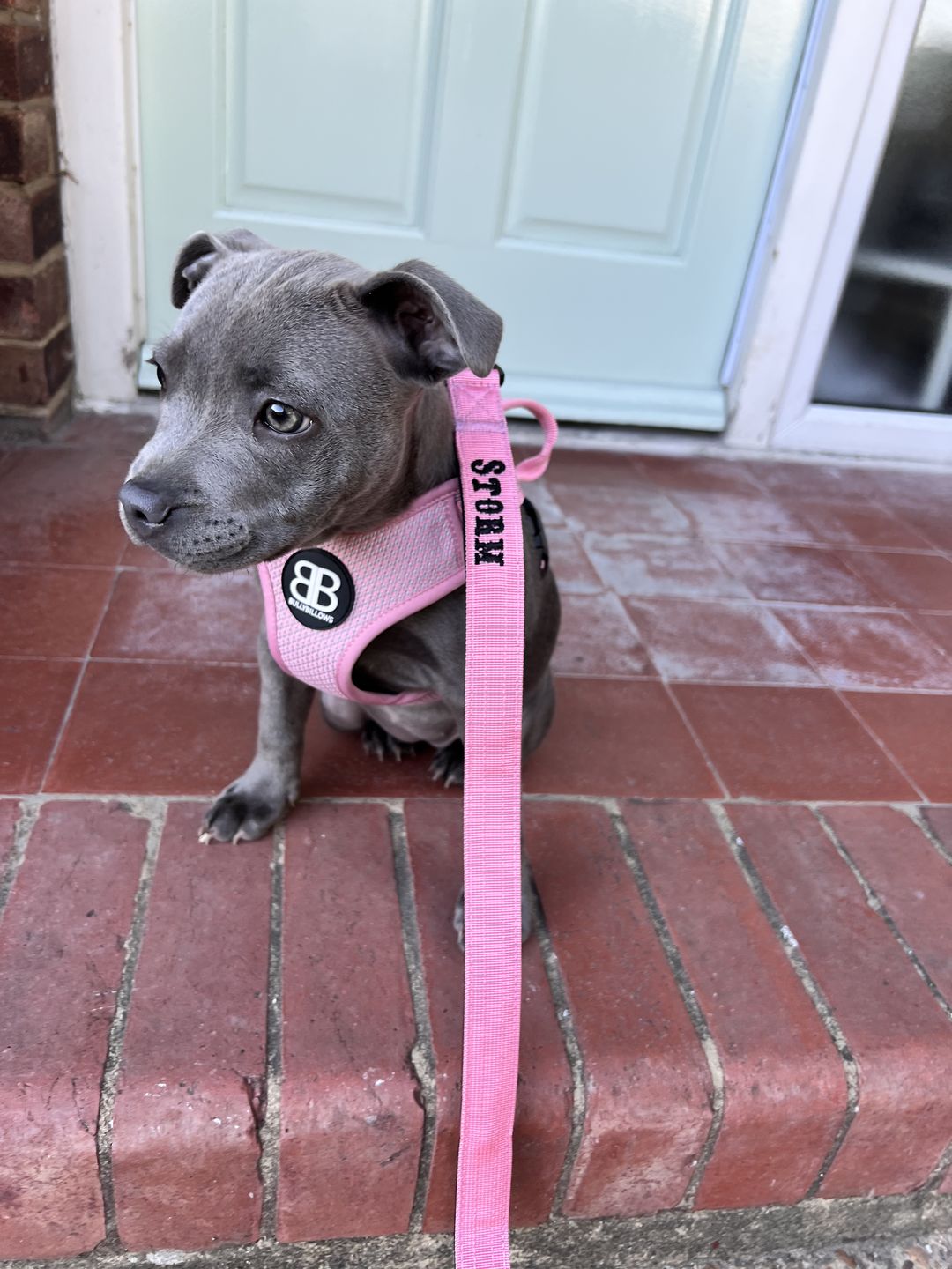 Customer photo review of 1.4m Swivel Combat Lead | Neoprene Lined, Secure Rated Clip with Soft Handle - Pink