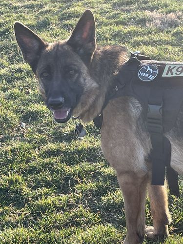 Customer photo review of Classic Heavy-Duty Tactical No-Pull Team K9™ Dog Harness With Front & Back D-Rings, Quick-Release Metal-Buckles, Hook & Loop Panels, & Top Handle