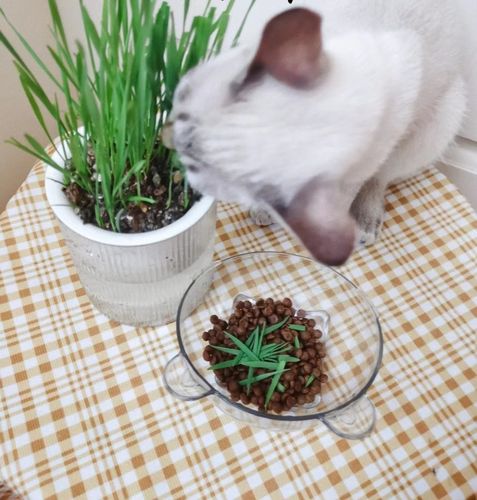 Customer photo review of MAYITWILL All in One Soil Free Cat Grass Grow Kit