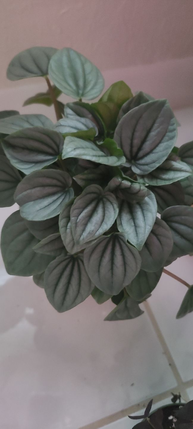Customer photo review of 4" Peperomia caperata 'Frost'