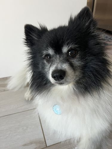 Customer photo review of Just Paws