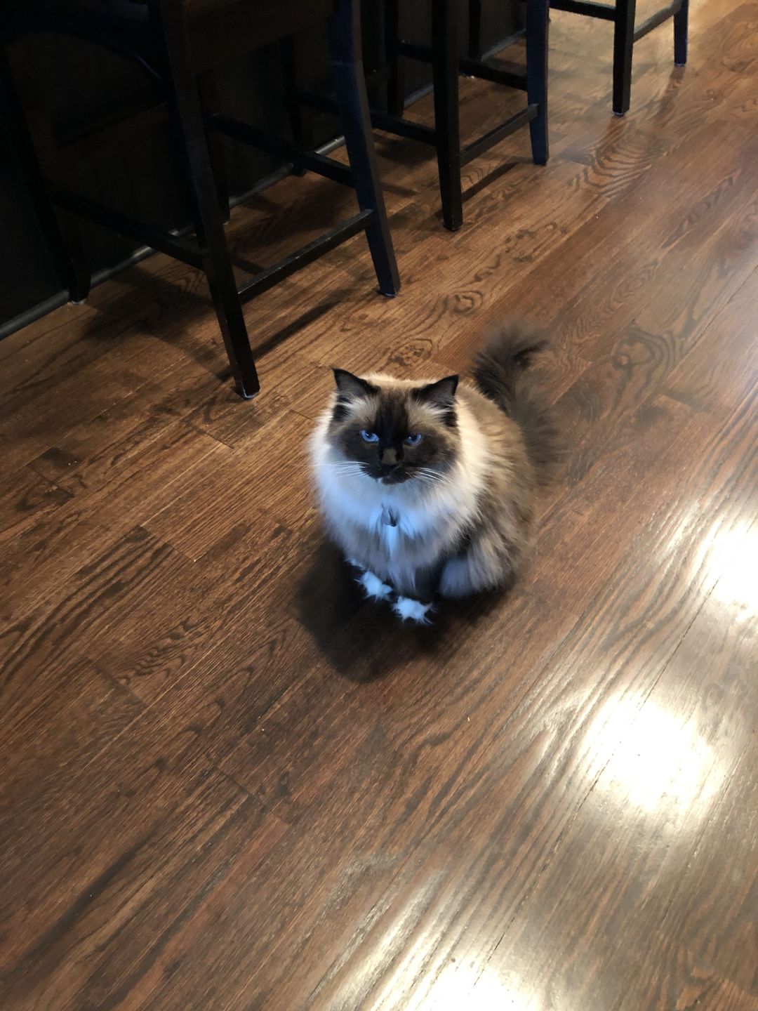 Customer photo review of Urinary Tract Infection and Kidney Support Remedy for Cats (450 Pills)