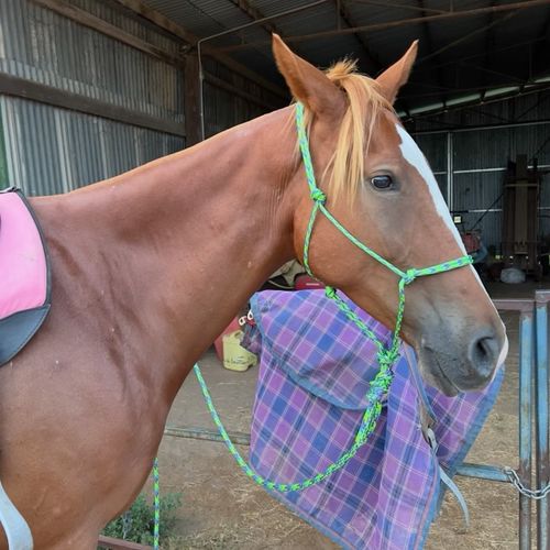 Customer photo review of Appaloosa - Aqua-Lime-Purple halter - 6mm