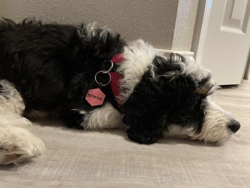 Customer photo review of Pink Silicone