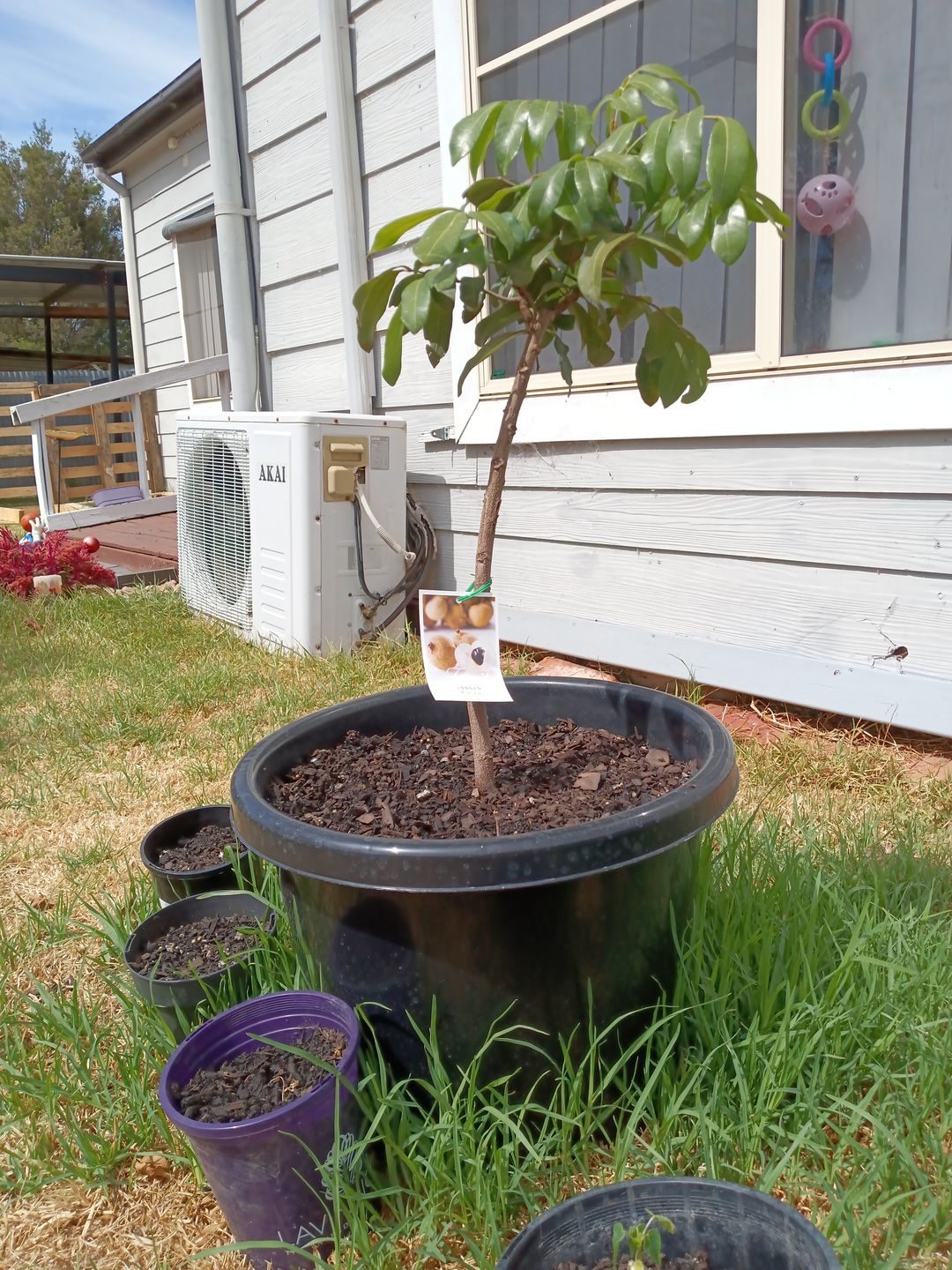 Customer photo review of Longanberry