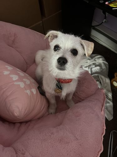 Customer photo review of Biscuits