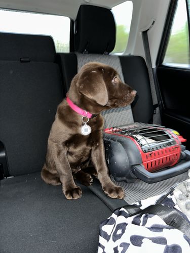 Customer photo review of Pink