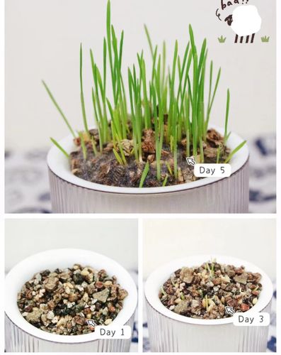 Customer photo review of MAYITWILL All in One Soil Free Cat Grass Grow Kit
