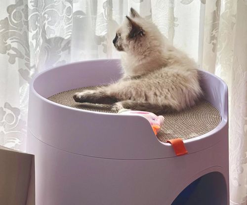 Customer photo review of Mayitwill XL Castle 2 in 1 Front-Entry Cat Litter Box with Scratch Basin, Scoop included, Lilac Purple