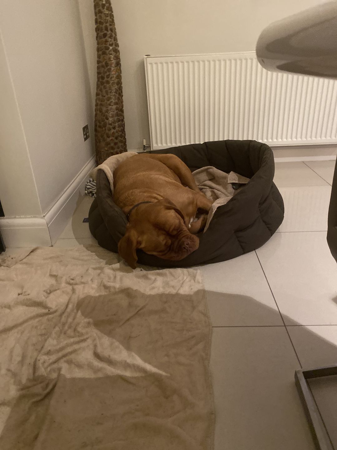 Customer photo review of Country Dog Heavy Duty Oval Waterproof Bed