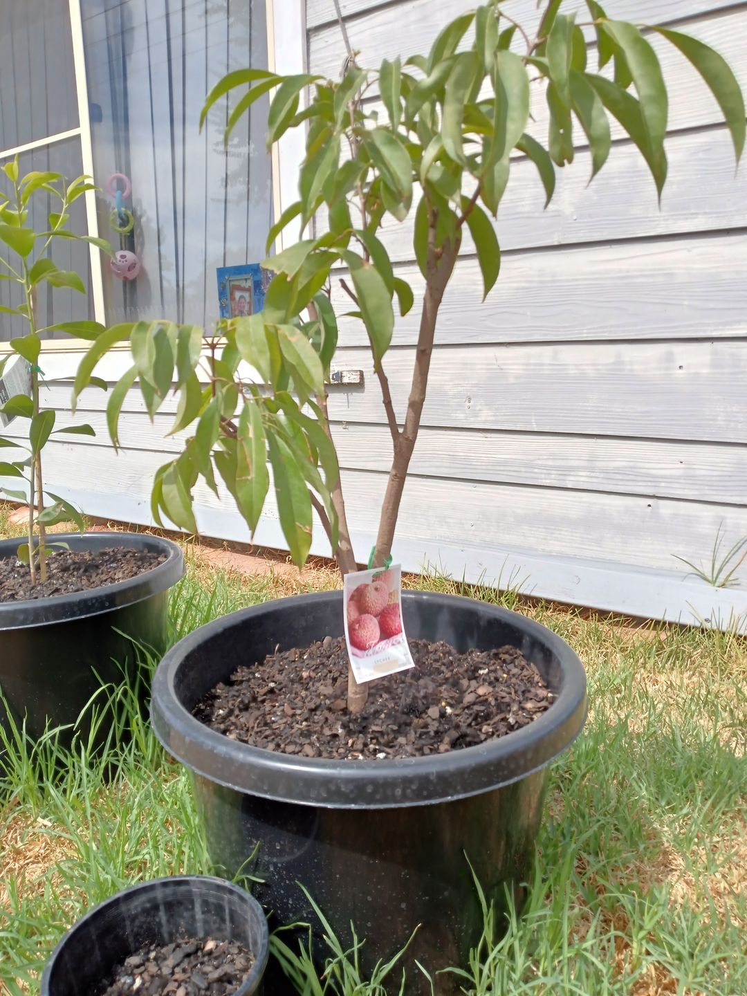 Customer photo review of Semi Dwarf Lychee - Chom Pogo