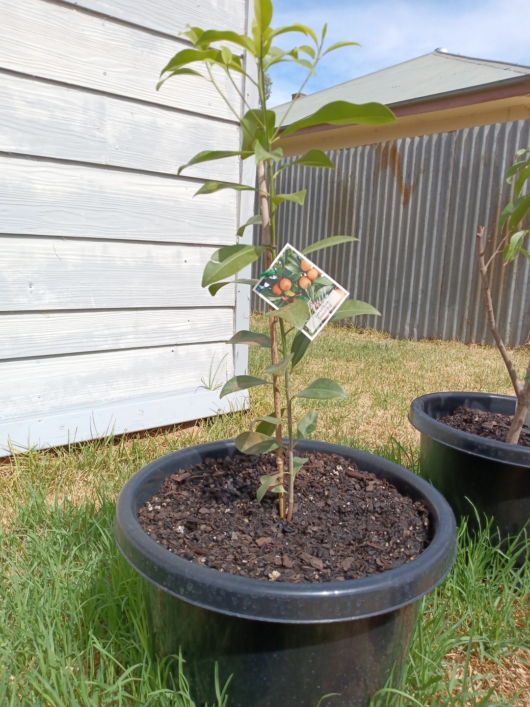 Customer photo review of Sapodilla / Chicku