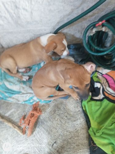 Customer photo review of Programa de Vacunación Cachorros Zoetis