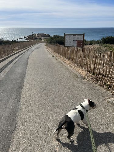 Customer photo review of COLLIER + LAISSE "GREEN ARMY"