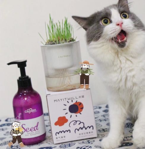 Customer photo review of MAYITWILL All in One Soil Free Cat Grass Grow Kit