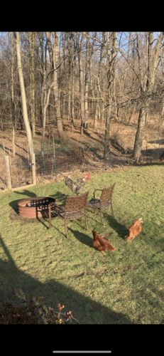 Customer photo review of GrubTerra Dried Larvae