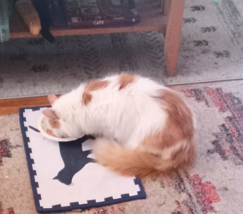 Customer photo review of Flaked Variety Pack, 2.8-oz, Case of 12