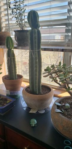 Customer photo review of Imperfect San Pedro Cactus Cuttings | Echinopsis pachanoi Cuttings