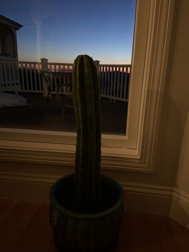 Customer photo review of San Pedro Cactus Cuttings | Trichocereus pachanoi Cuttings