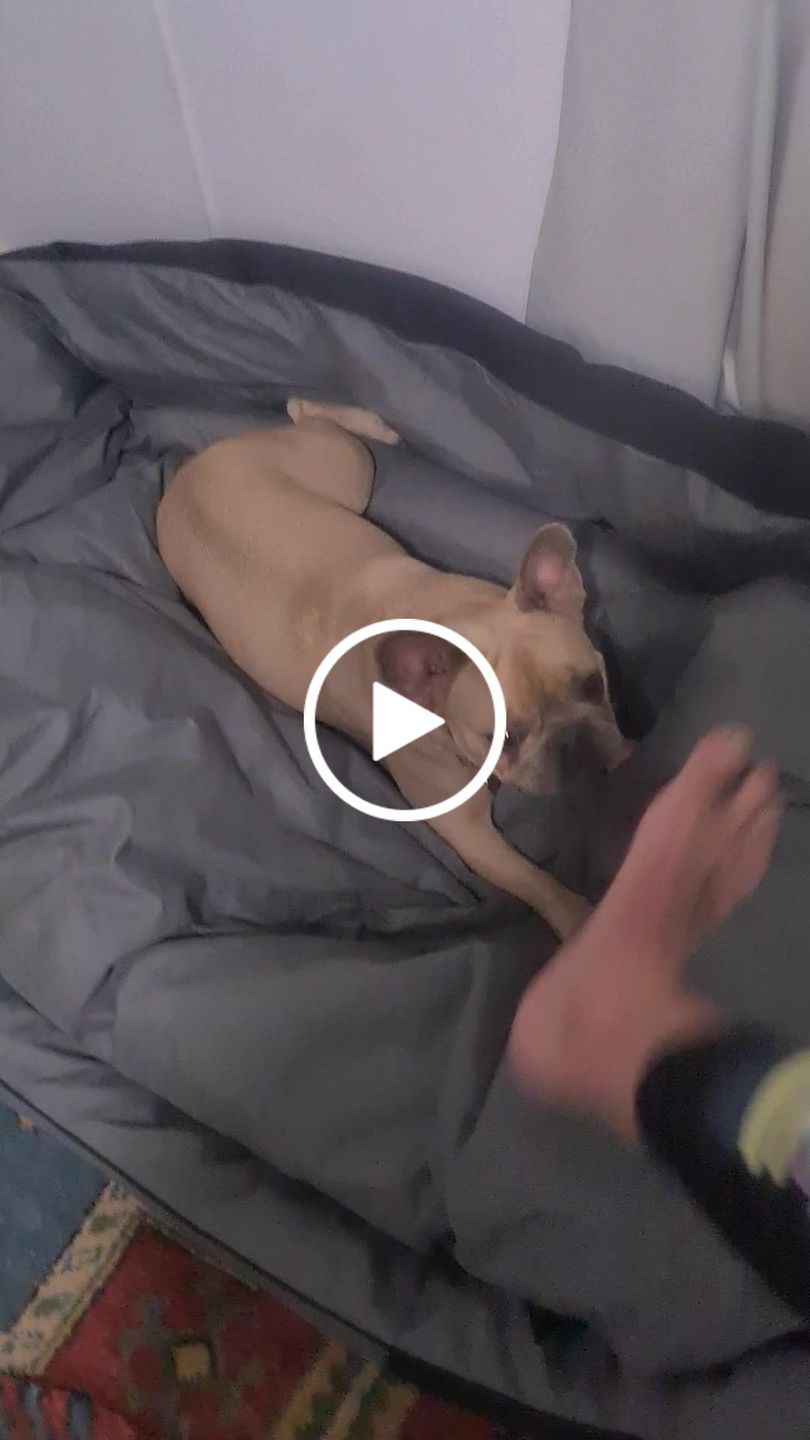 Customer video review of PaWz waterproof heavy-duty bed