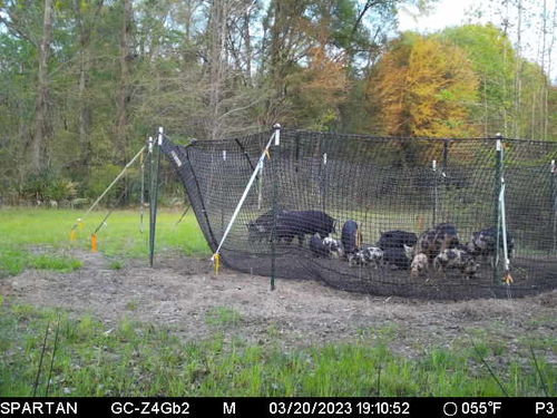 Customer photo review of Pig Brig Trap System