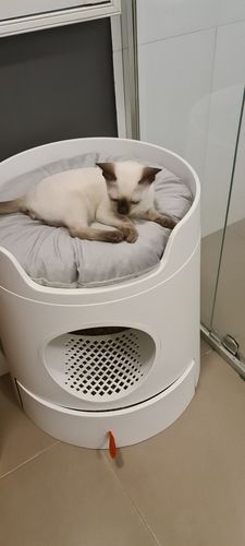 Customer photo review of New Kitten Welcome Home Bundle