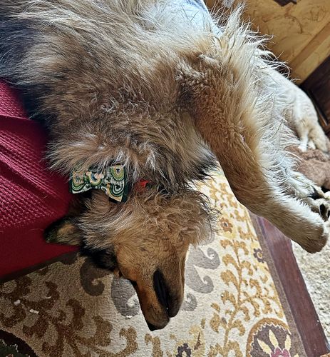 Customer photo review of St Patrick's dog collar with bow tie - Rainbow and Plaid