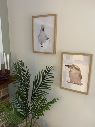 Customer photo review of Cocky and Kooky - Cockatoo and Kookaburra Stretched Canvas Framed Wall Art