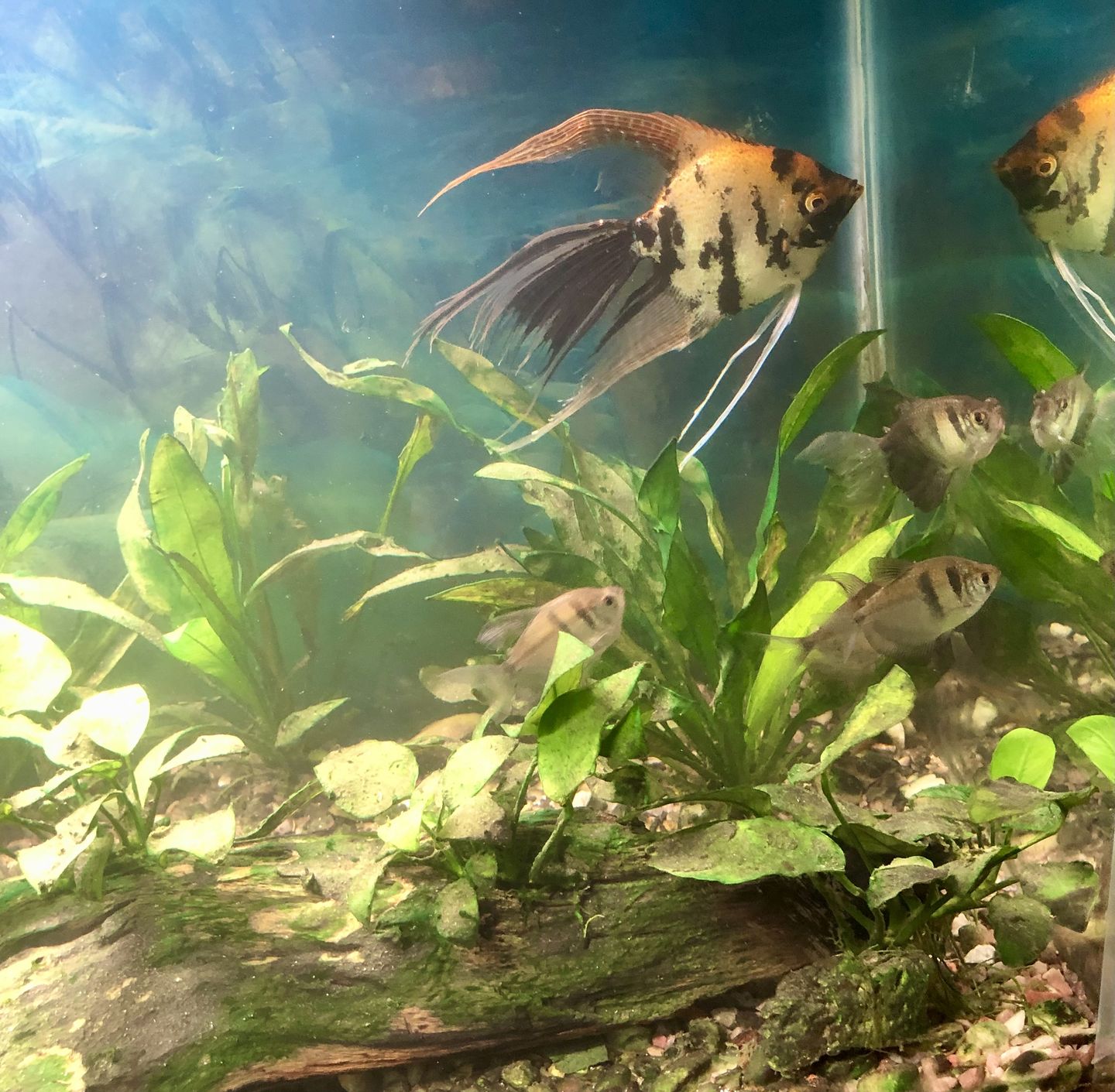 Customer photo review of Seachem Purigen
