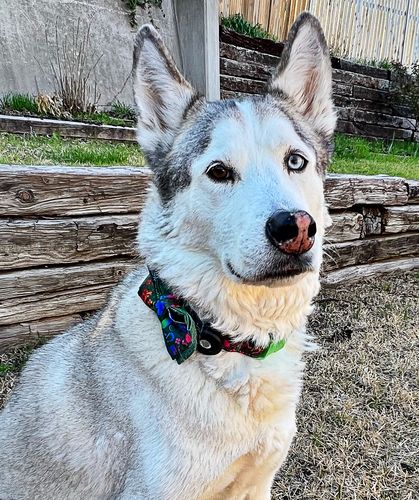 Customer photo review of Add a matching flower or bow tie Collar