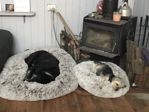 Customer photo review of PaWz Removable Cover Calming Pet Bed