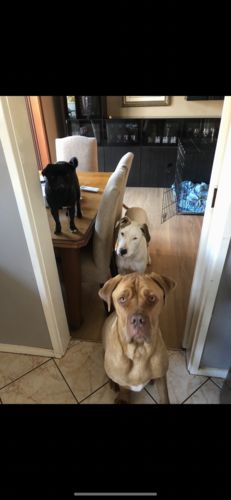 Customer photo review of Australian Kangaroo Tail